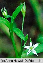 Stellaria uliginosa