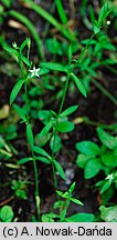 Stellaria uliginosa