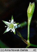 Stellaria uliginosa