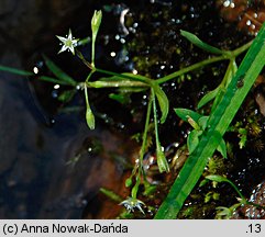 Stellaria uliginosa (gwiazdnica bagienna)