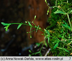 Stellaria uliginosa