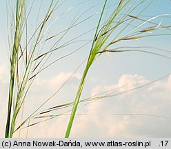 Stipa capillata (ostnica włosowata)