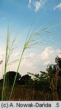 Stipa capillata (ostnica włosowata)