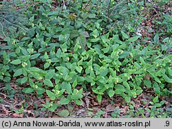 Symphytum tuberosum (żywokost bulwiasty)