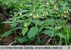 Symphytum tuberosum (żywokost bulwiasty)