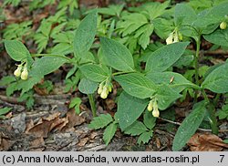 Symphytum tuberosum (żywokost bulwiasty)