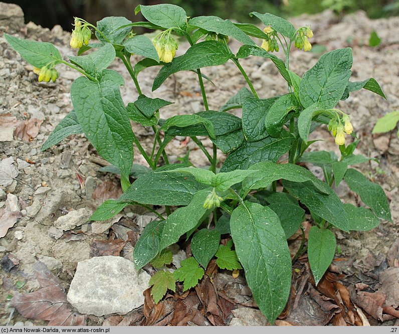 Symphytum tuberosum (żywokost bulwiasty)