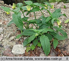 Symphytum tuberosum (żywokost bulwiasty)