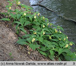 Symphytum tuberosum (żywokost bulwiasty)