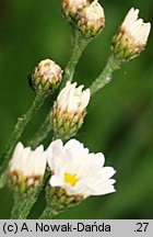 Tanacetum corymbosum (wrotycz baldachogroniasty)