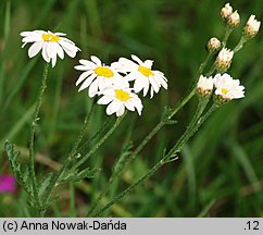 Tanacetum corymbosum (wrotycz baldachogroniasty)