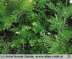 Tanacetum corymbosum (wrotycz baldachogroniasty)