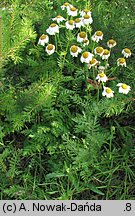 Tanacetum corymbosum (wrotycz baldachogroniasty)