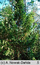 Taxus baccata (cis pospolity)