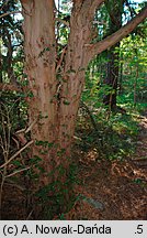 Taxus baccata (cis pospolity)