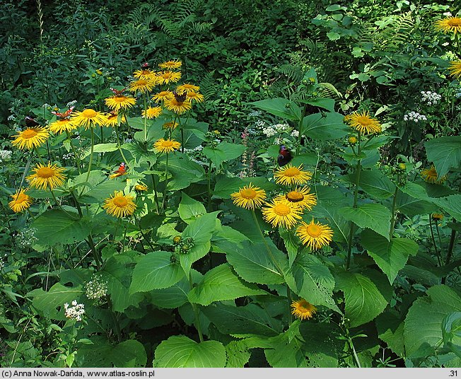 Telekia speciosa (smotrawa okazała)