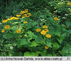 Telekia speciosa (smotrawa okazała)