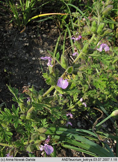 Teucrium botrys (ożanka pierzastosieczna)