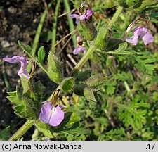 Teucrium botrys (ożanka pierzastosieczna)