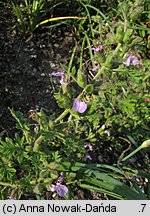 Teucrium botrys (ożanka pierzastosieczna)