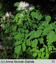 Thalictrum aquilegiifolium