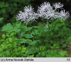 Thalictrum aquilegiifolium