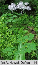 Thalictrum aquilegiifolium