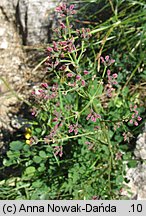 Thalictrum minus