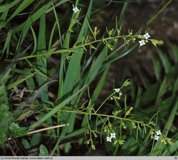 Thesium alpinum (leniec alpejski)