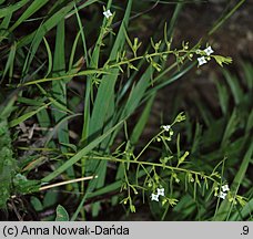 Thesium alpinum (leniec alpejski)