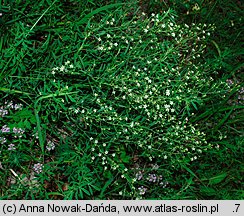Thesium linophyllon