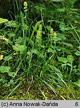 Tofieldia calyculata (kosatka kielichowa)