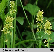 Tofieldia calyculata (kosatka kielichowa)