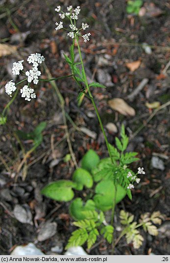 Torilis japonica (kłobuczka pospolita)