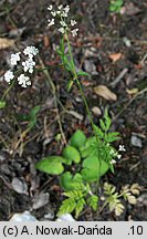 Torilis japonica (kłobuczka pospolita)