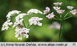 Torilis japonica (kłobuczka pospolita)