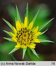 Tragopogon dubius ssp. major