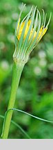 Tragopogon dubius ssp. major