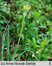 Tragopogon dubius ssp. major