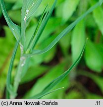 Tragopogon dubius ssp. major