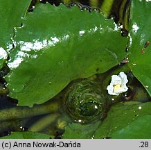 Trapa natans s.l. (kotewka orzech wodny)