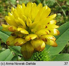 Trifolium badium (koniczyna brunatna)