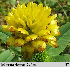 Trifolium badium