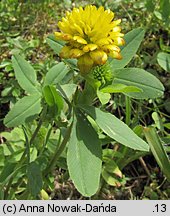 Trifolium badium (koniczyna brunatna)