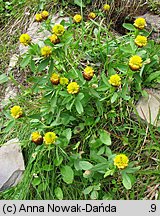 Trifolium badium (koniczyna brunatna)