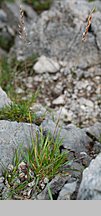 Trisetum alpestre (konietlica alpejska)