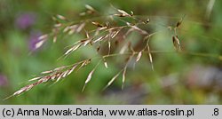 Trisetum alpestre (konietlica alpejska)