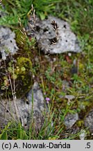 Trisetum alpestre (konietlica alpejska)