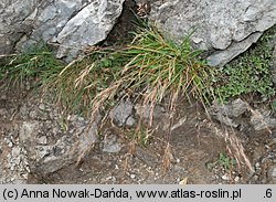 Trisetum alpestre (konietlica alpejska)