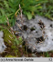 Trisetum alpestre (konietlica alpejska)